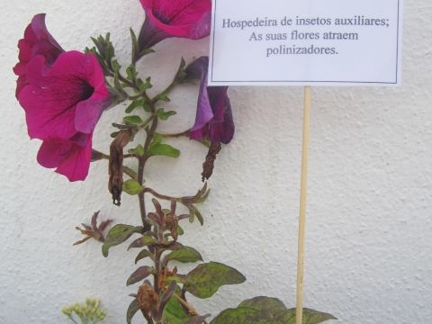 As flores da nossa horta foram trazidas pelos alunos das hortas dos avós, dos seus jardins ou vasos das varandas.